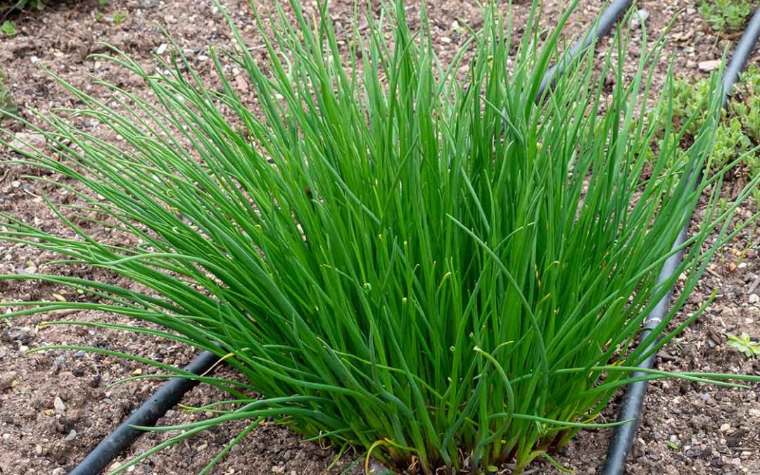 How to Get Rid of Crabgrass for Good